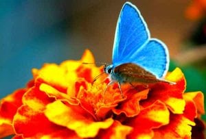 голубая бабочка