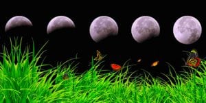 фаза луны и растения