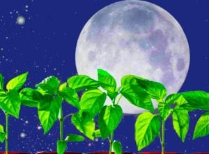 луна и растения