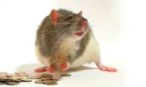 крыса деньги