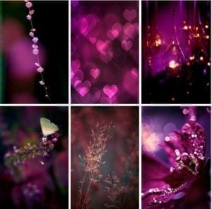 любовь в фиолетовом цвете