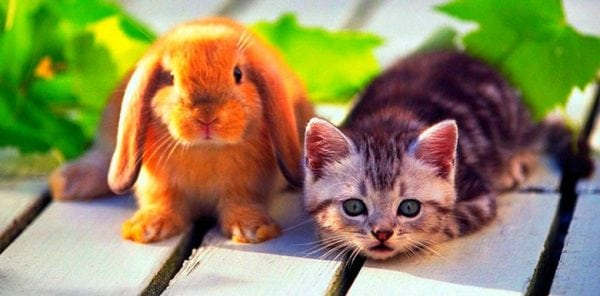 крольченок и котенок